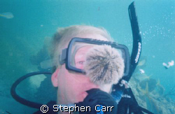Well how`d that happen, a sea urchin stuck to my mask by Stephen Carr 